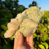 Green Heulandite Table Top Plate With Stilbite and Apophyllite Formations